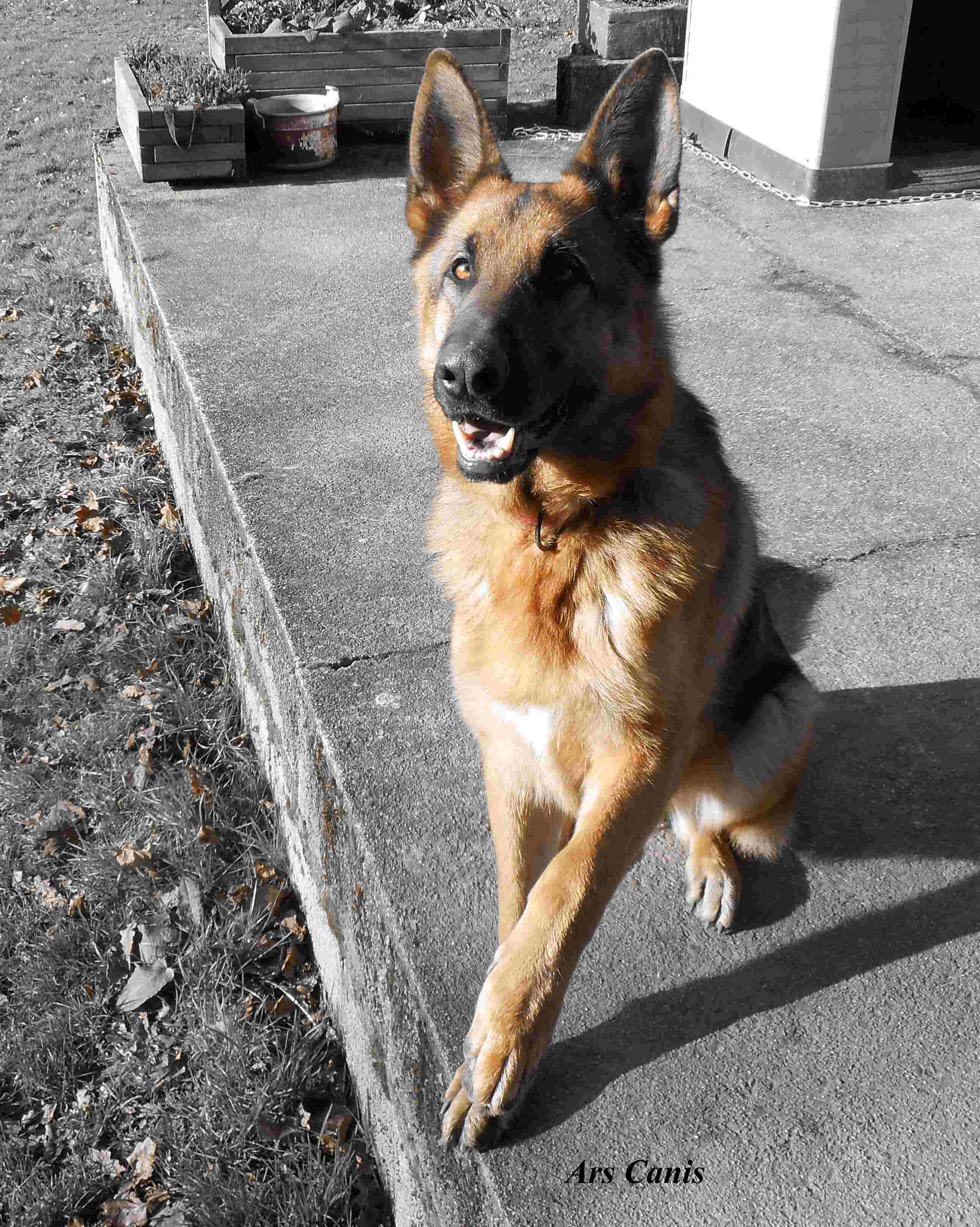education canine 35