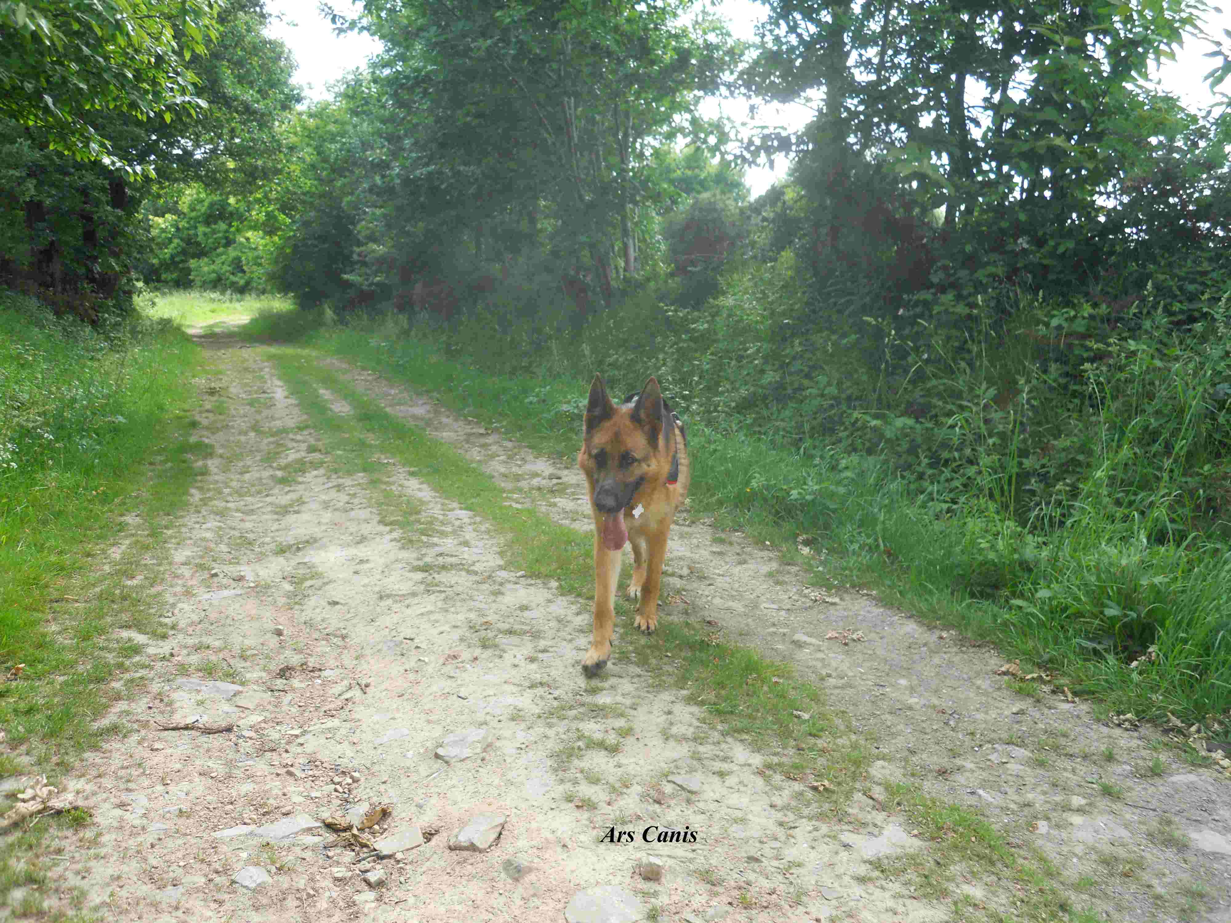 education canine 44