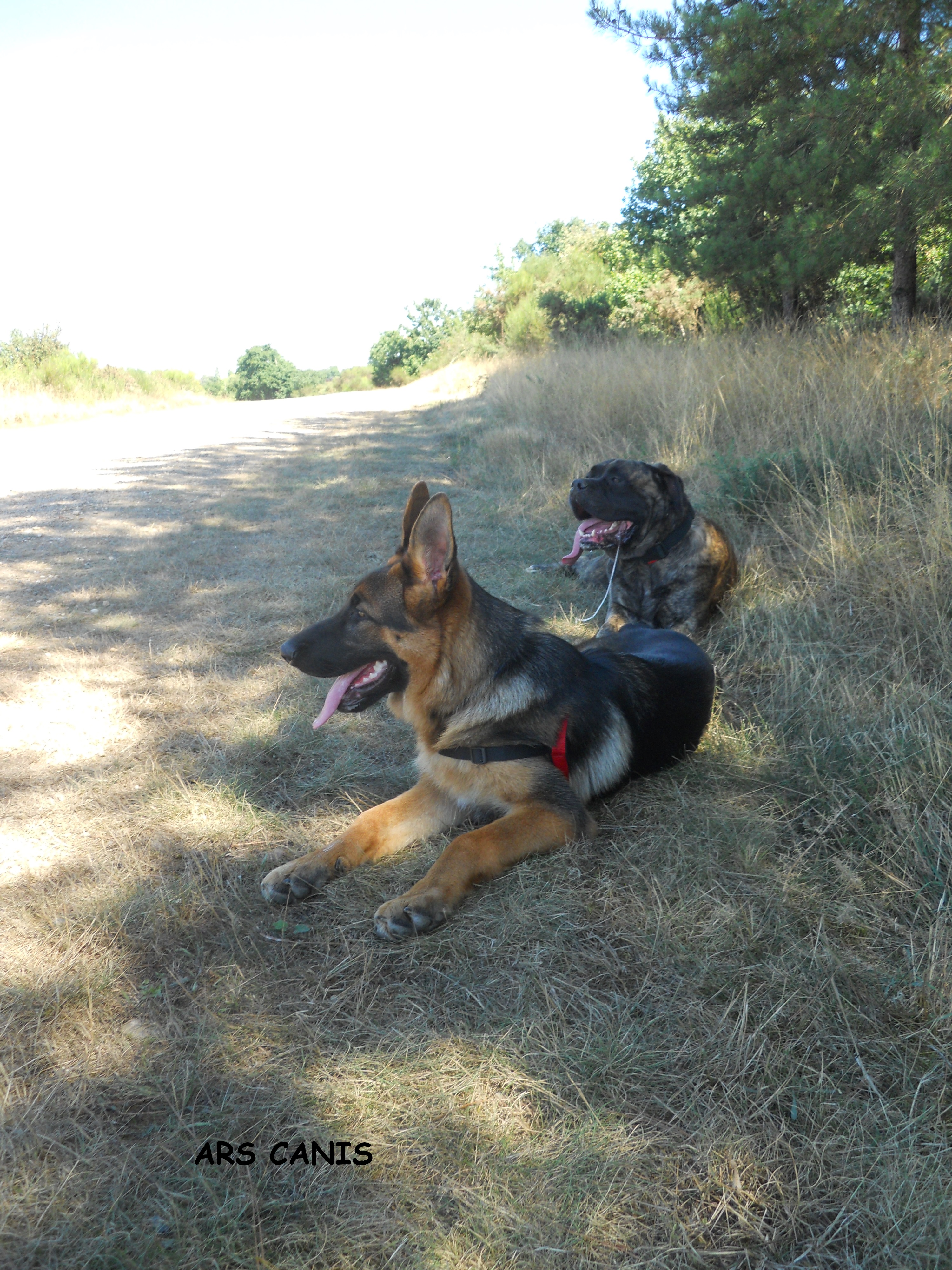 mastiff, berger allemand