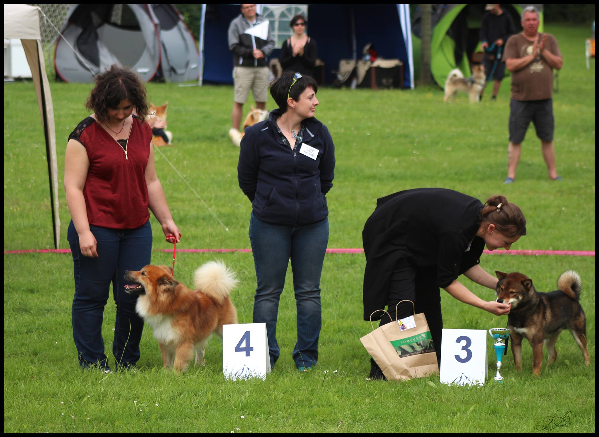 Commissaire de ring . Expo canine 35